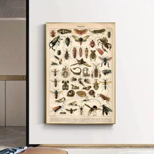 affiche insecte vintage