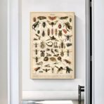 affiche insecte vintage