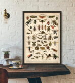 affiche insecte vintage