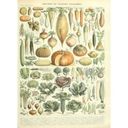 affiche légumes ancien