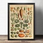 affiche légumes anciens
