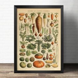 affiche légumes anciens