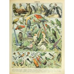 affiche oiseaux vintage