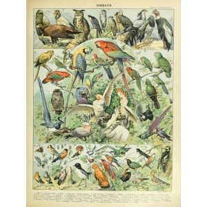 affiche oiseaux vintage