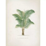 affiche palmier vintage