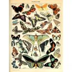 affiche papillon vintage