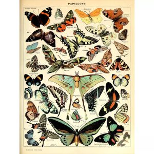 affiche papillon vintage