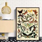 Affiche Vintage <br> Papillon – Image 11