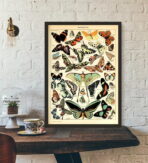 affiche papillon vintage