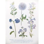 affiche plante vintage