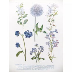 affiche plante vintage