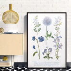 affiche plante vintage