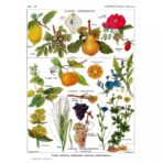affiche plantes vintage