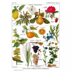 affiche plantes vintage