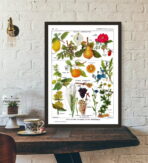 affiche plantes vintage