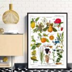 affiche plantes vintage