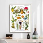 affiche plantes vintage