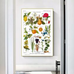affiche plantes vintage