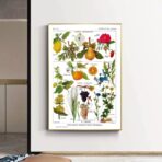 affiche plantes vintage