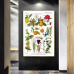 affiche plantes vintage