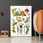 affiche plantes vintage