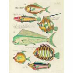 affiche poisson vintage