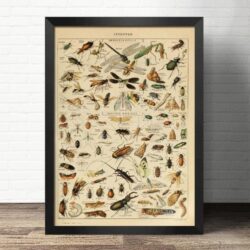 affiche scolaire insectes