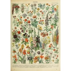 affiche vintage fleurs