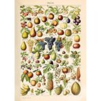 affiche vintage fruit