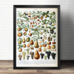 affiche vintage fruit