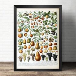 affiche vintage fruit
