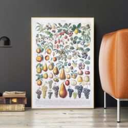 affiche vintage fruit
