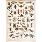 affiche vintage insectes
