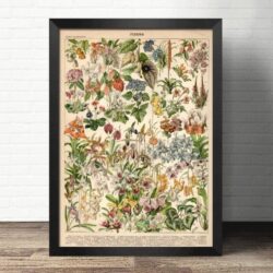 affiche vintage plante
