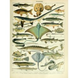 affiche vintage poissons