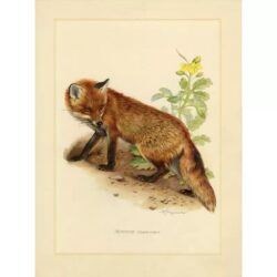 affiche vintage renard