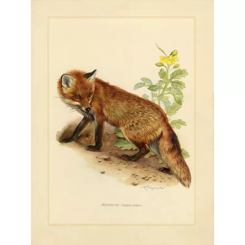 affiche-vintage-renard_2 affiche vintage renard