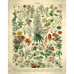 affiche fleurs vintage