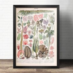 algues vertes affiche