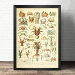 poster crustacés