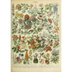 poster fleurs vintage