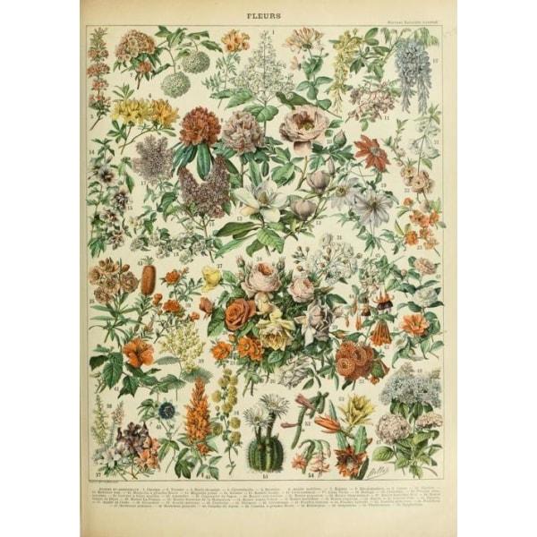 poster-fleurs-vintage_b486e0dc-66b8-49bf-8ad6-e54ee843eb6d poster fleurs vintage