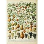 poster fruits