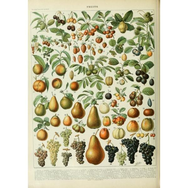 poster-fruits poster fruits