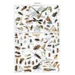 poster insecte