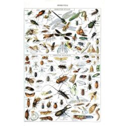 poster insecte