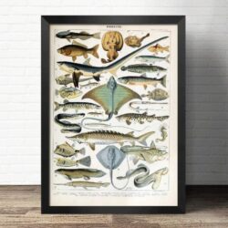 poster vintage poissons