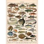 poster vintage poissons