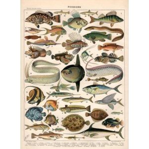 poster vintage poissons